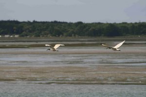 Sacred Ibis in flight