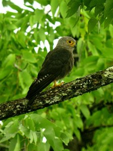 Dickinson's Kestrel