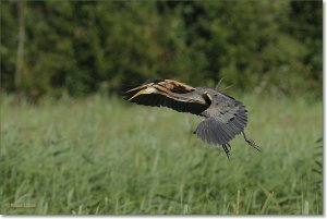 purple heron