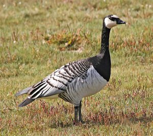 Barnacle Goose