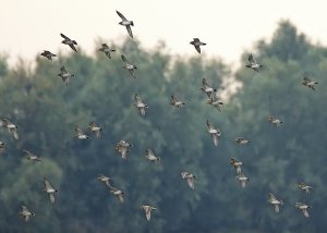 Flock of Golden Plover