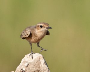 A foot tapping wheatear