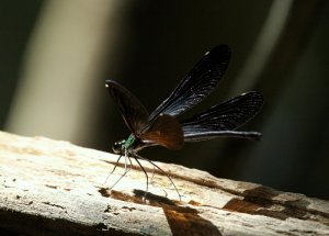 Mayfly touching down