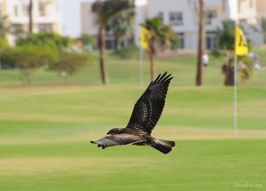 Juvenile steppe Buzzard in flight