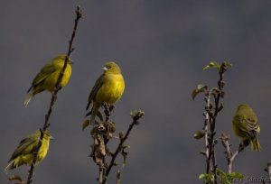 Puna Yellow-Finch