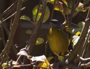 Blue and Yellow Tanager