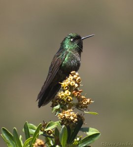 Tyrian Metaltail