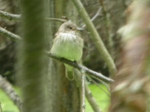 Spotted Flycatcher