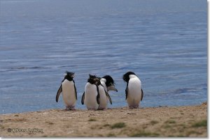 Rockhopper Penguin