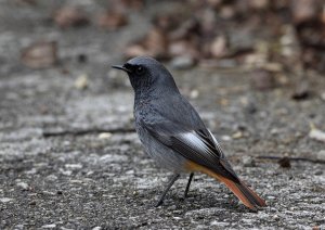 Black Redstart