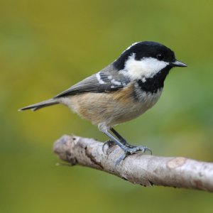 Coal Tit