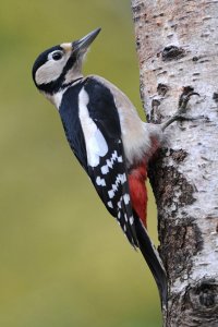 Great Spotted Woodpecker