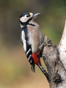 Great Spotted Woodpecker