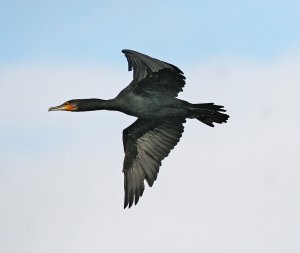 Great Cormorant - Fly By