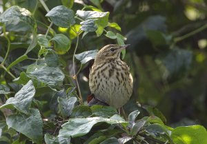 Tree Pipit