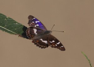 Lesser Purple Emperor