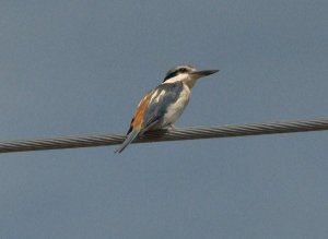 Red Backed Kingfisher