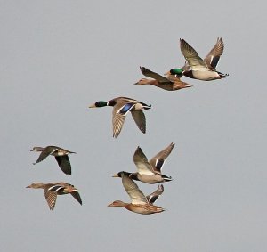 Mallards and a Mandarin