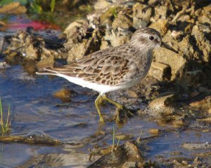 Least Sandpiper