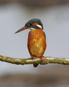 Kingfisher