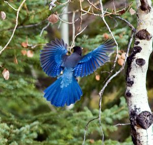 Steller's Jay