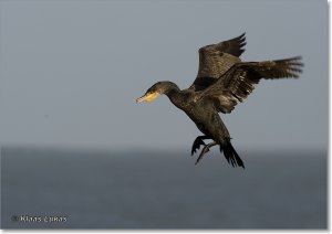 Cormorant landing