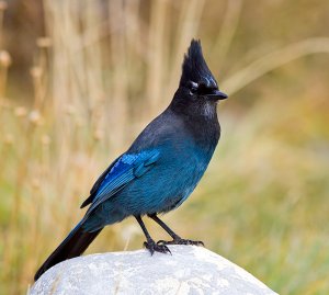 Steller's Jay