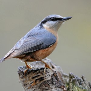 Nuthatch