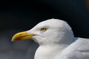 Herring Gull Portrait