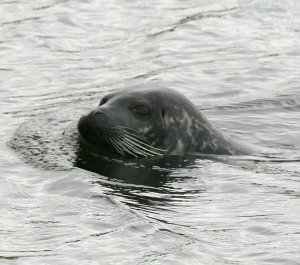 Common Seal - A long way from the Sea