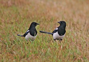 Magpies - Two for Joy