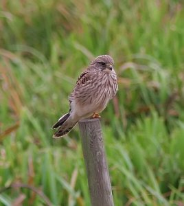 Kestrel - All Fluffed Up