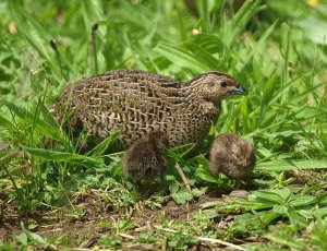 Brown Quail, first hatch for Spring (downunder)