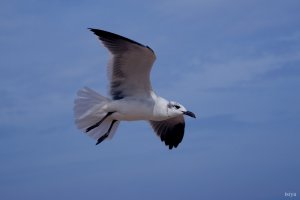 Laughing Gull, Leucophaeus atricilla, non breeding