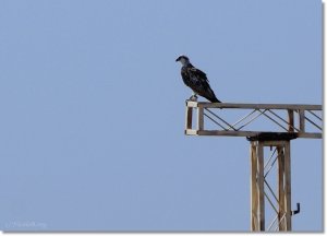 Osprey on the watch out