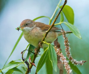 Whitethroat