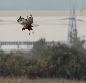 Marsh Harrier - S'Albufera, Mallorca