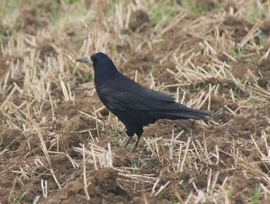 Rook - On Harrowed Ground