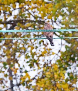 Kestrel