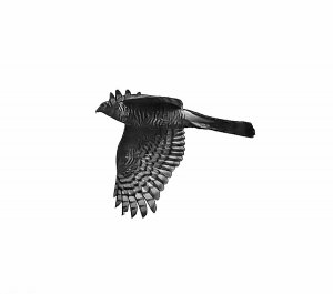 Sparrowhawk - Monochrome