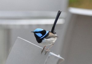 Superb Fairy wren