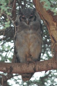 Verreaux's Eagle Owl