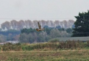 Distant Peregrine