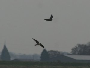 Couple of Peregrines