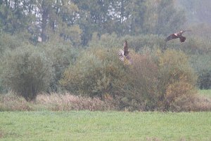 Harriers In the Mist - my 1000th forum post.