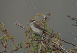 Brown Shrike