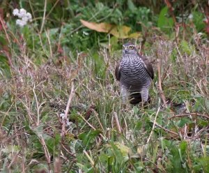 A Sprawk Hawk