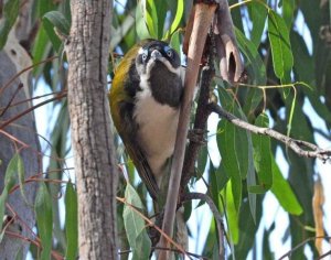 Blue Faced Honeyeater