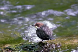 Lathkill Dale Dipper - another re-edit