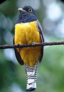 Violaceous Trogon